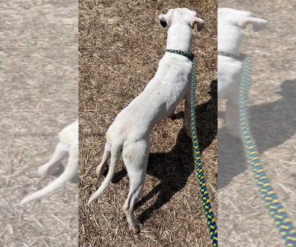 Medium Photo #3 Mutt Puppy For Sale in Tarboro, NC, USA