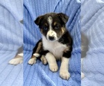Small Photo #7 Australian Shepherd Puppy For Sale in FAIR HAVEN, MI, USA