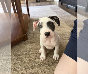 American Staffordshire Terrier-Unknown Mix Dogs for adoption in Holly Springs, NC, USA