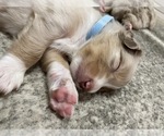 Small Photo #17 Australian Shepherd Puppy For Sale in GILBERT, AZ, USA