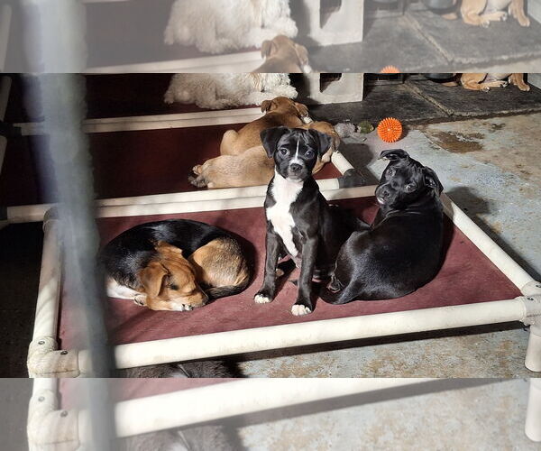 Medium Photo #28 Doxle Puppy For Sale in Sebec, ME, USA