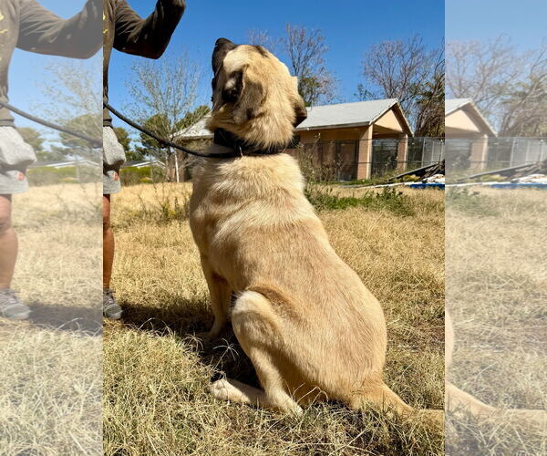 Medium Photo #3 Mastiff-Unknown Mix Puppy For Sale in Goodyear, AZ, USA