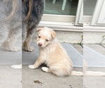 Small #2 Huskies -Labrador Retriever Mix