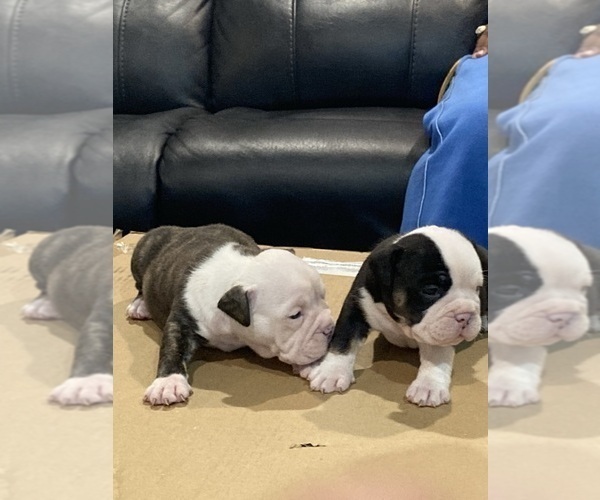 Medium Photo #4 American Bully Puppy For Sale in CORLISS, PA, USA