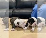 Small Photo #4 American Bully Puppy For Sale in CORLISS, PA, USA