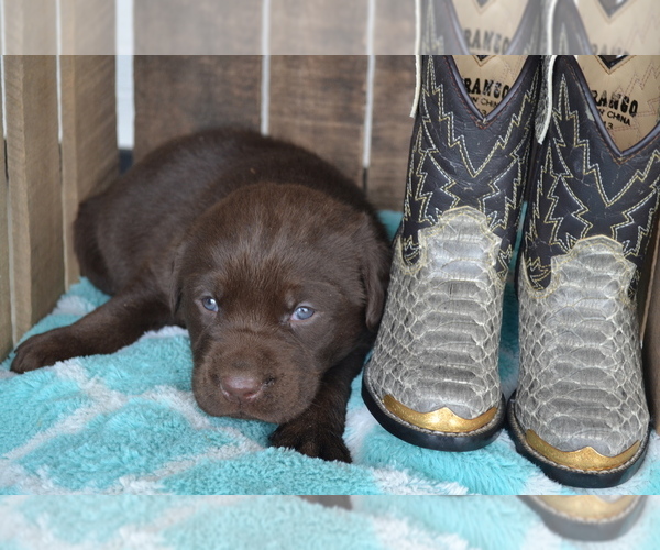 Medium Photo #32 Labrador Retriever Puppy For Sale in GREENWOOD, WI, USA