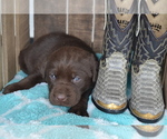 Small Photo #32 Labrador Retriever Puppy For Sale in GREENWOOD, WI, USA