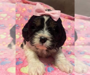 Cavapoo Puppy for sale in PLANO, TX, USA