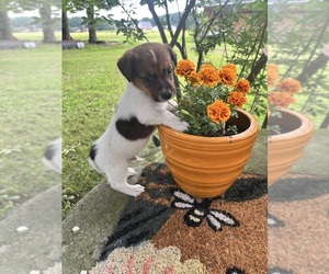 Jack Russell Terrier Puppy for sale in NASHVILLE, NC, USA