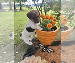 Image preview for Ad Listing. Nickname: Reese