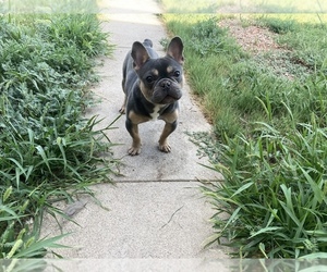 French Bulldog Puppy for sale in PUEBLO WEST, CO, USA