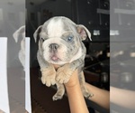 Small #5 Bulldog
