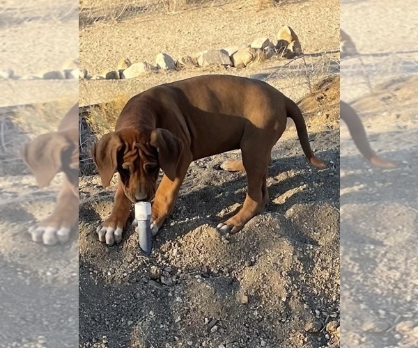 Medium Photo #54 Rhodesian Ridgeback Puppy For Sale in MORONGO VALLEY, CA, USA