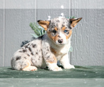 Puppy Rhoda Pembroke Welsh Corgi