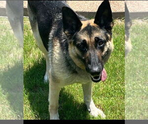 German Shepherd Dog Dogs for adoption in Euless, TX, USA