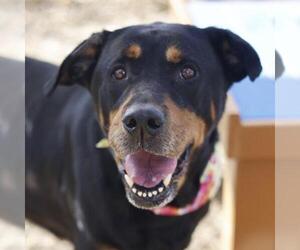 Rottweiler Dogs for adoption in San Antonio, TX, USA