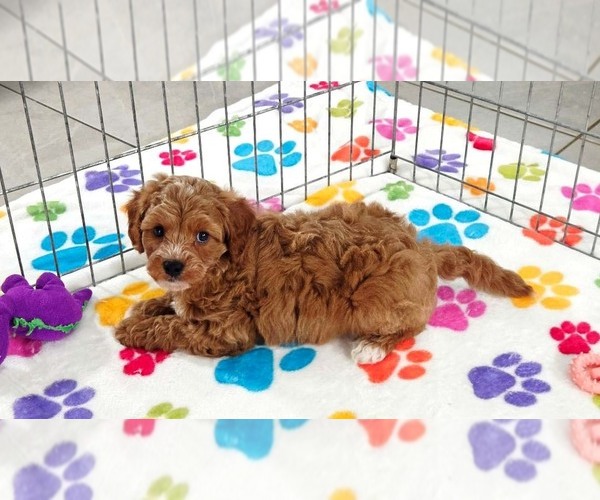 Medium Photo #4 Cavapoo (Miniature)-Poodle (Toy) Mix Puppy For Sale in ORO VALLEY, AZ, USA