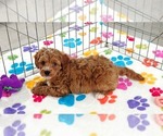 Small #3 Cavapoo (Miniature)-Poodle (Toy) Mix