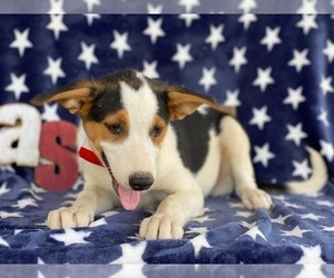Border Collie-Unknown Mix Puppy for sale in LANCASTER, PA, USA
