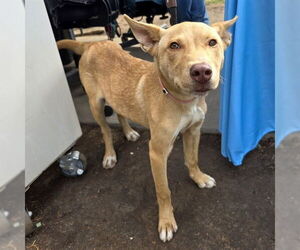 German Shepherd Dog-Unknown Mix Dogs for adoption in Long Beach, CA, USA