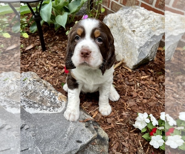 Medium Photo #1 English Springer Spaniel Puppy For Sale in CLEVELAND, TN, USA