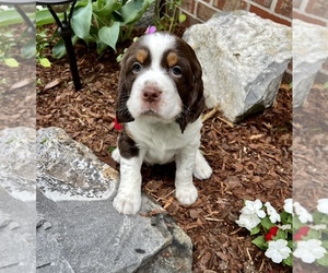 English Springer Spaniel Dog for Adoption in CLEVELAND, Tennessee USA
