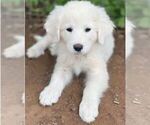 Small Photo #1 Great Pyrenees Puppy For Sale in MULLIN, TX, USA