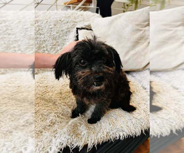 Medium Photo #7 Shih Tzu Puppy For Sale in New York, NY, USA
