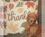 Small Photo #5 Goldendoodle Puppy For Sale in LINCOLN, AL, USA