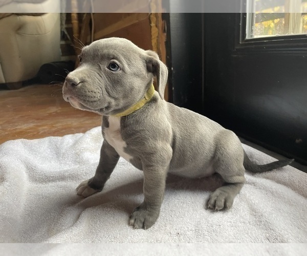 Medium Photo #2 American Bully Puppy For Sale in SOMERSET, KY, USA