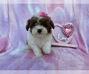 Shih-Poo Puppy for sale in LAKELAND, FL, USA
