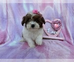 Small Shih-Poo