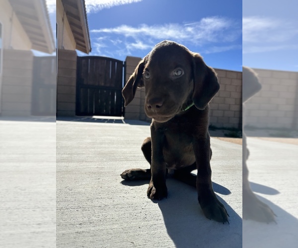 Medium Photo #5 Labrador Retriever Puppy For Sale in RANCHO CUCAMONGA, CA, USA