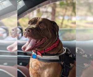 Sable (SC) - Female Boxer-Unknown Mix Dog for Adoption - Photo #7