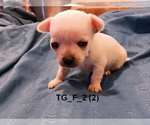 Small #12 Chihuahua