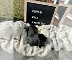 Small Photo #3 Dachshund Puppy For Sale in CONCORDIA, MO, USA