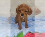 Small #12 Australian Shepherd-Cavalier King Charles Spaniel Mix