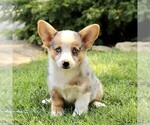 Small #3 Pembroke Welsh Corgi