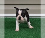 Small Photo #14 Boston Terrier Puppy For Sale in MACON, GA, USA