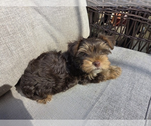 Medium Photo #6 Yorkshire Terrier Puppy For Sale in RHOADESVILLE, VA, USA
