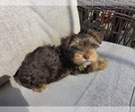 Small #5 Yorkshire Terrier
