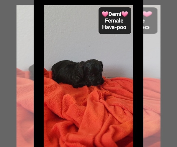 Medium Photo #3 Havapoo Puppy For Sale in TUCSON, AZ, USA