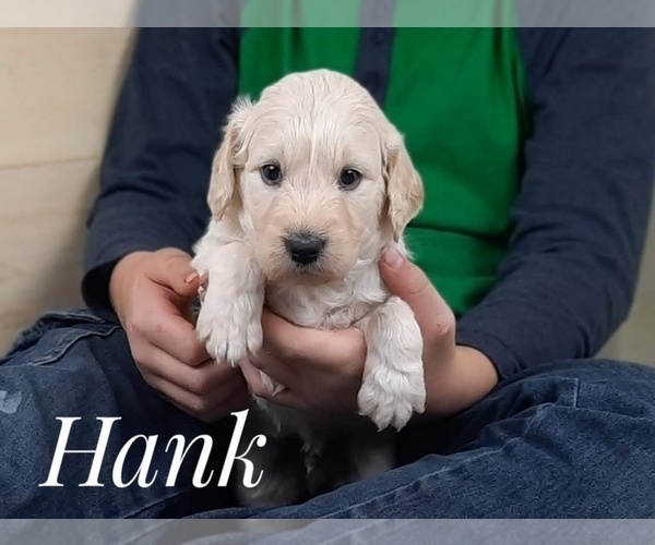 Medium Photo #4 Goldendoodle Puppy For Sale in CEDAR GAP, MO, USA