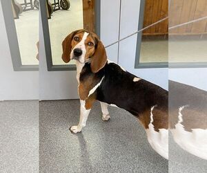 Treeing Walker Coonhound Dogs for adoption in Low Moor, VA, USA