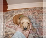 Small Photo #3 Golden Retriever Puppy For Sale in GRAND BAY, AL, USA