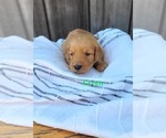 Small Photo #12 Golden Retriever Puppy For Sale in GRIDLEY, KS, USA