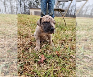 Great Dane Puppy for sale in SILOAM, NC, USA
