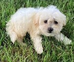 Small Photo #4 Poovanese Puppy For Sale in HARRISONBURG, VA, USA