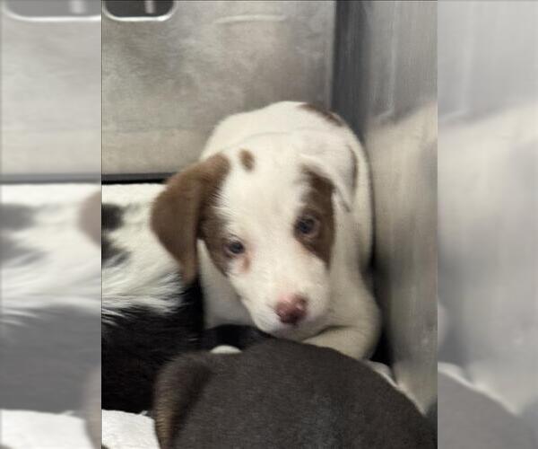Medium Photo #1 Border Collie-Unknown Mix Puppy For Sale in Conroe, TX, USA