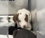 Small Border Collie Mix